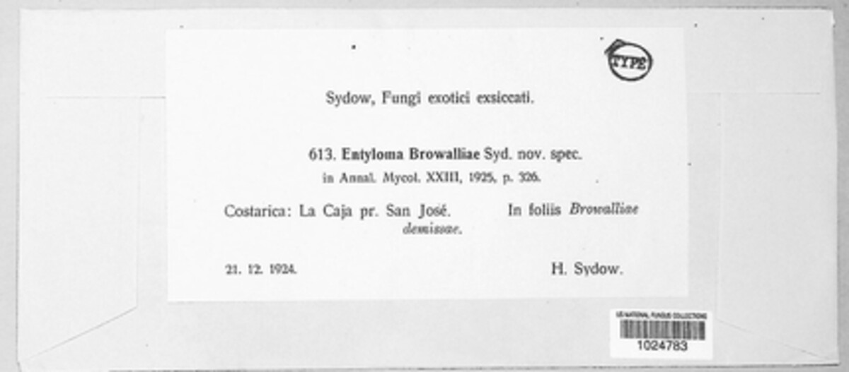 Entyloma browalliae image